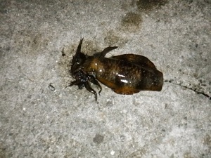 DSCF2048.JPG