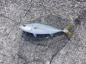 DSCF2050.JPG