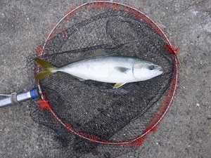 DSCF2052.JPG