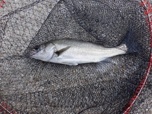 DSCF2053.JPG