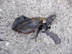 DSCF2057.JPG