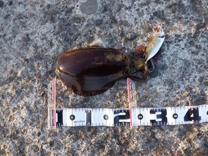 DSCF2207.JPG