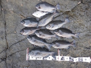 DSCF2223.JPG