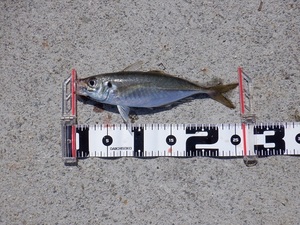 DSCF2676.JPG