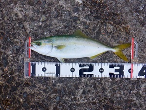 DSCF2874.JPG