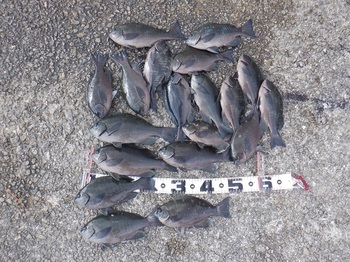 DSCF4372.JPG