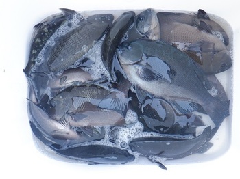DSCF4680.JPG