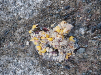 DSCF4949.JPG