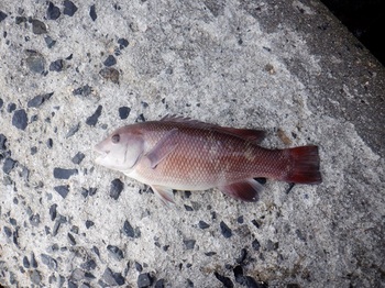 DSCF7915.JPG