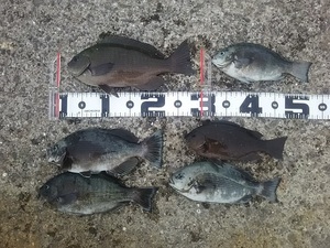 DSC_0182.JPG